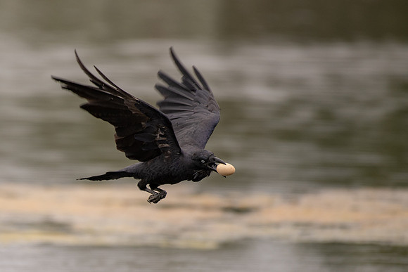 Australian Raven