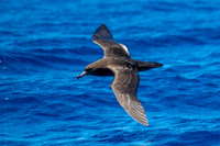 Wedge-tailed Shearwater