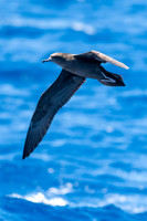 Wedge-tailed Shearwater