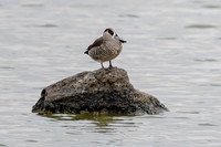 Pink-eared Duck