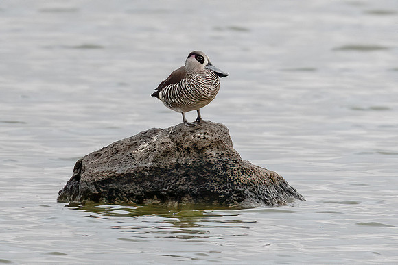 Pink-eared Duck