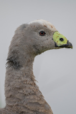 Cape Barron Goose