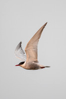 Whiskered Tern