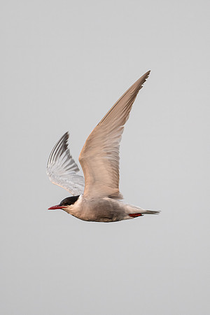 Whiskered Tern
