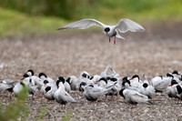 Whiskered Tern