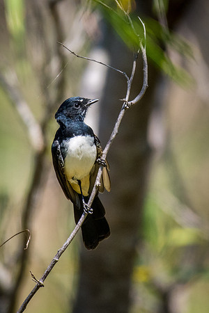 Willie Wagtail