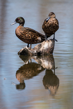 Chestnut Teal