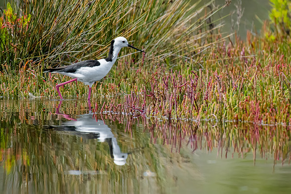 Pied Stilt
