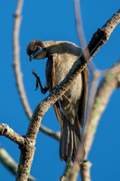 Little Friarbird