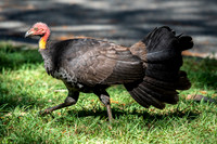 Australian Brush-turkey