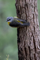 Eastern Yellow Robin
