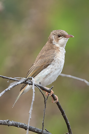 Brown Honeyeater