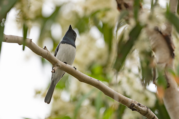 Leaden Flycatcher
