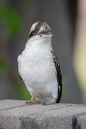 Laughing Kookaburra