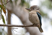 Blue-winged Kookaburra