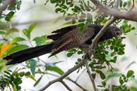Phesant Coucal