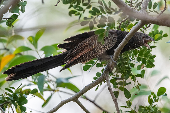 Phesant Coucal