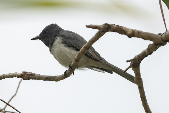 Leaden Flycatcher