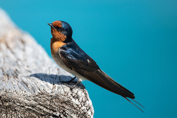 Welcome Swallow