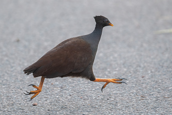 Orange-footed Scrub Fowl