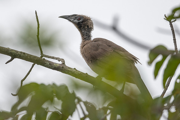Helmeted Friarbird