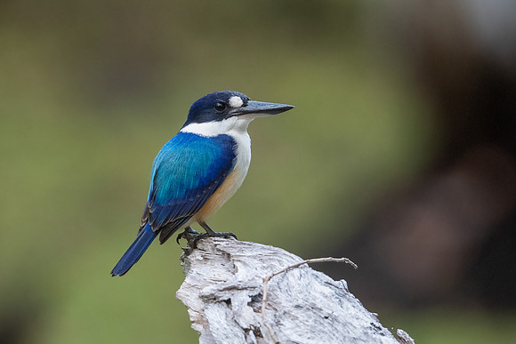 Forest Kingfisher