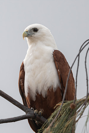 Brahminy Kite