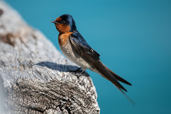 Welcome Swallow