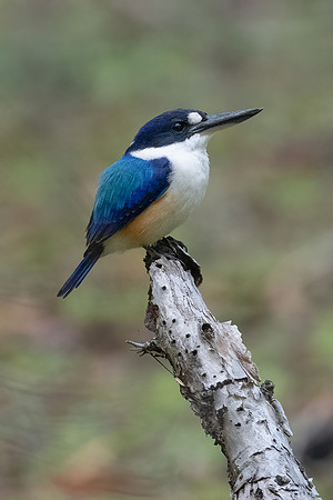 Forest Kingfisher