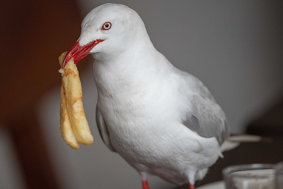 Silver Gull