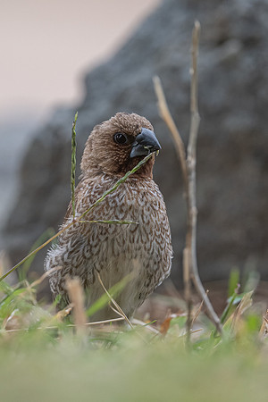 Nutmeg Mannikin