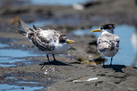 Crested Tern