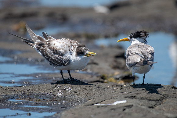 Crested Tern