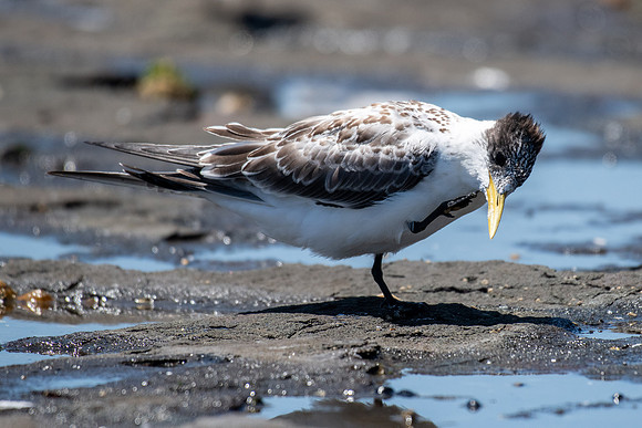 Crested Tern