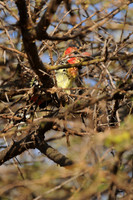 Red-and-yellow Barbet