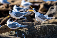 Crested Tern