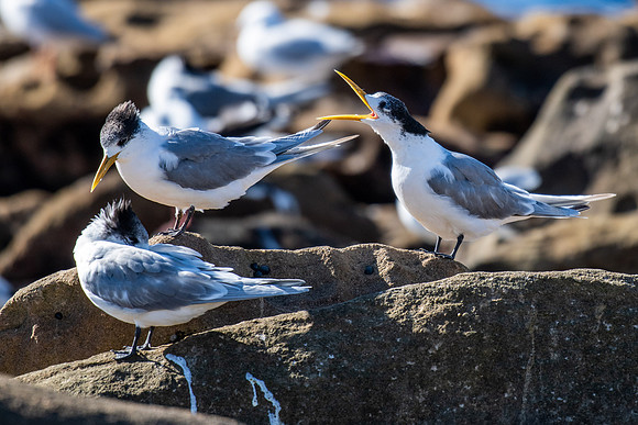 Crested Tern