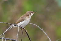 Brown-backed Honeyeater