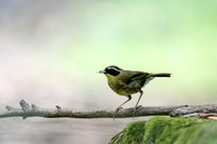 Yellow-throated Scrubwren