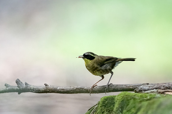 Yellow-throated Scrubwren