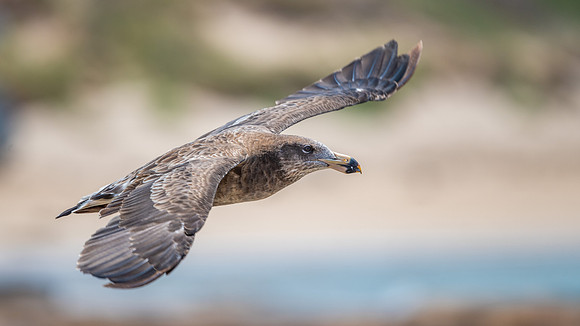 Pacific Gull