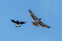 Little Eagle
