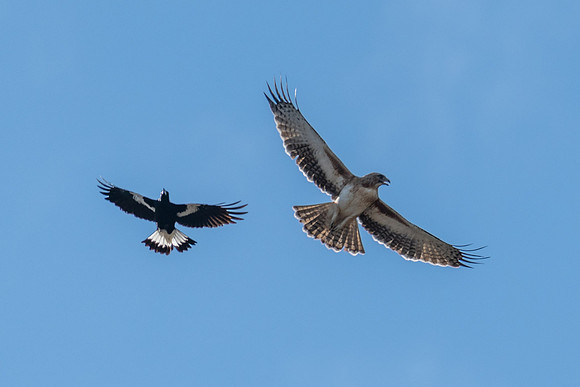 Little Eagle