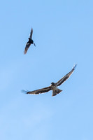 Little Eagle