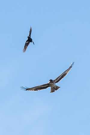 Little Eagle