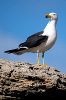 Pacific Gull