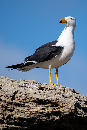 Pacific Gull