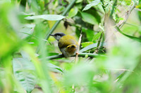 Gray-capped Warbler