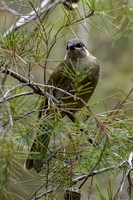 Lewin's Honeyeater