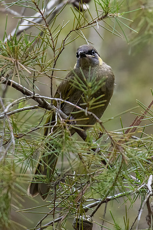 Lewin's Honeyeater